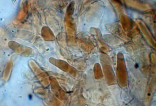 Xerocomus bubalinus   (Oolbekk. & Duin)  Redeuilh